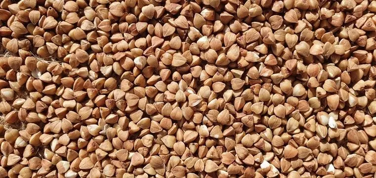 Компания ASAGREX Закуп Зерновых/Масличных культур