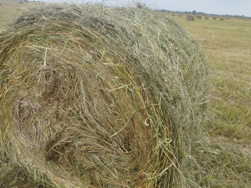 Продам сено рулонное