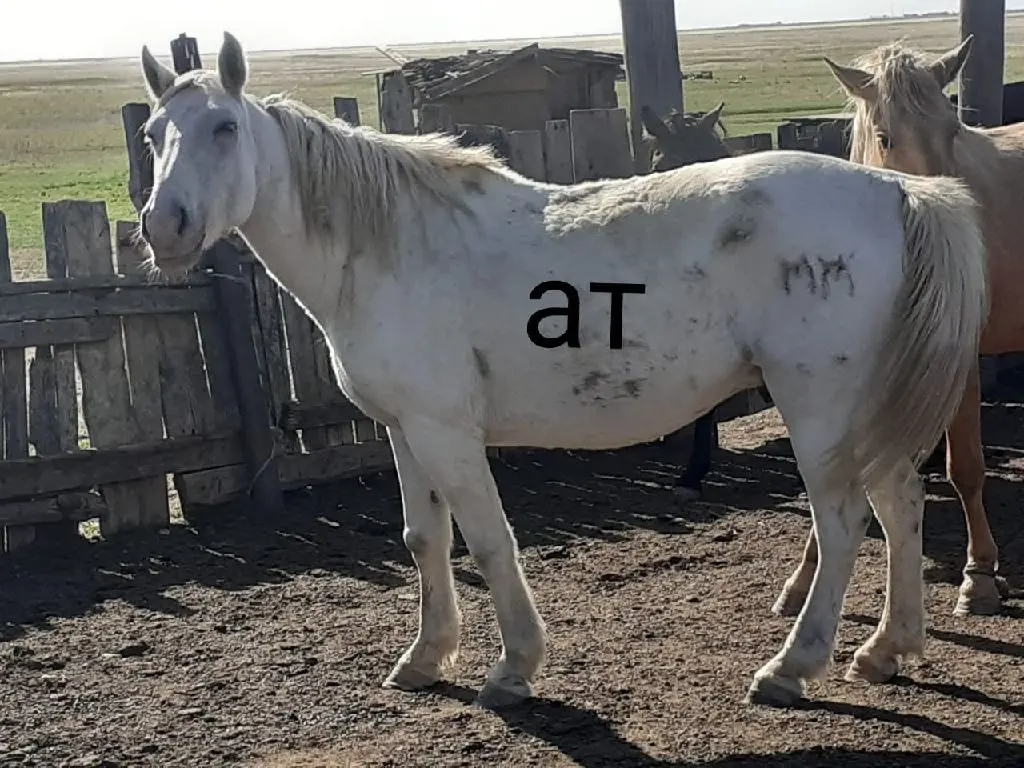 2-бас жылқы бар саттық