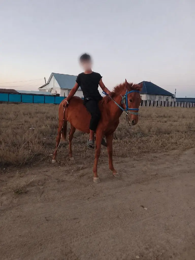 Жылкы таи жабгы