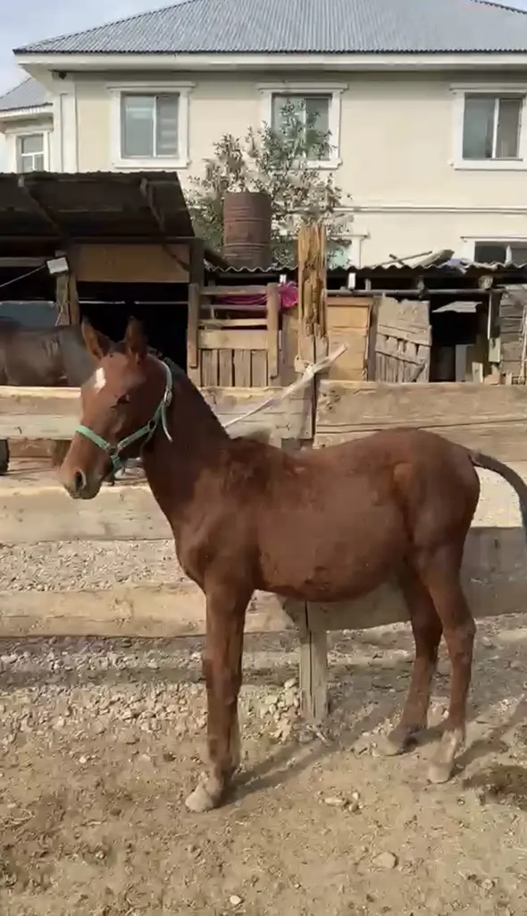 Жеребенок