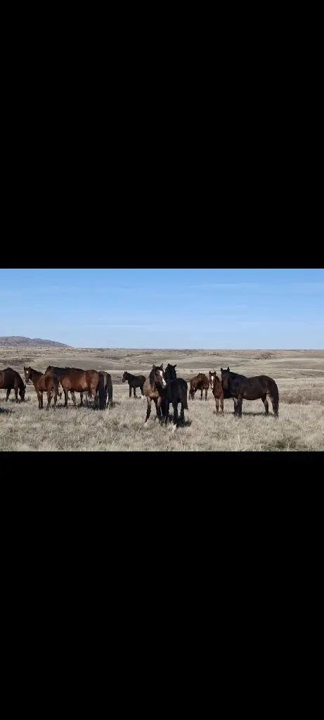 Жабағылар сатылымда
