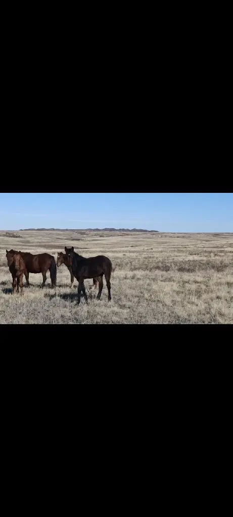 Жабағылар сатылымда