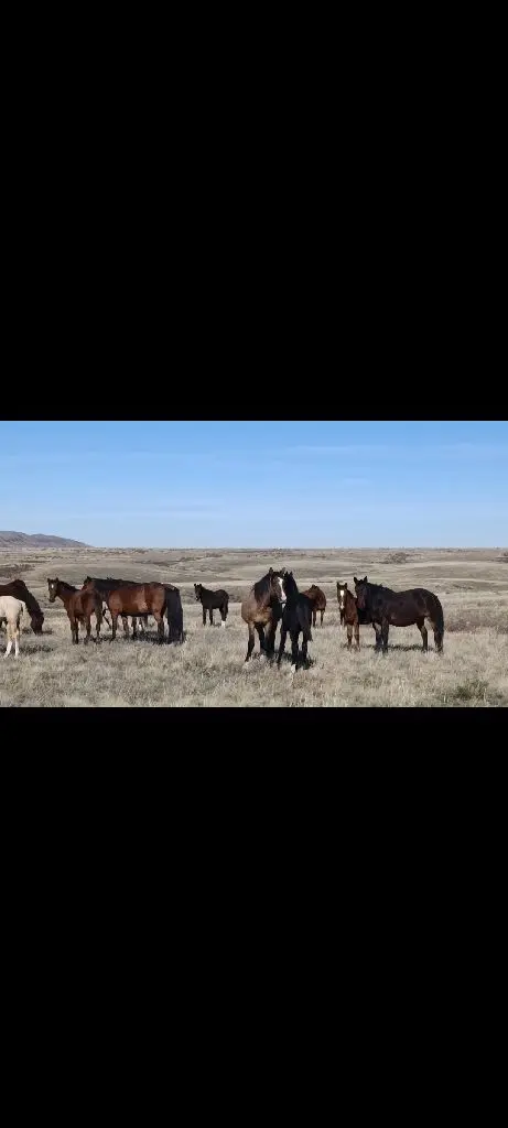Жабағылар сатылымда