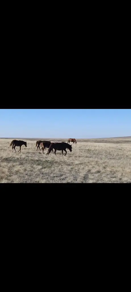 Жабағылар сатылымда