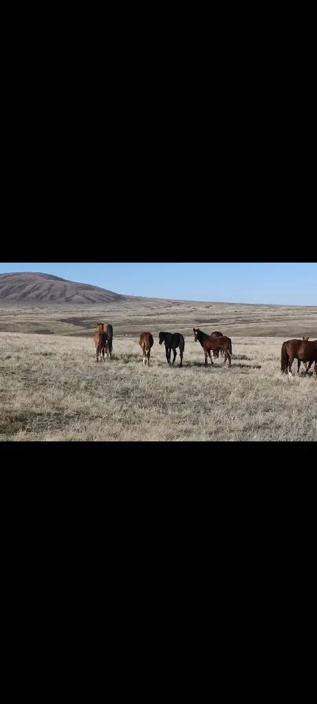 Жабағылар сатылымда