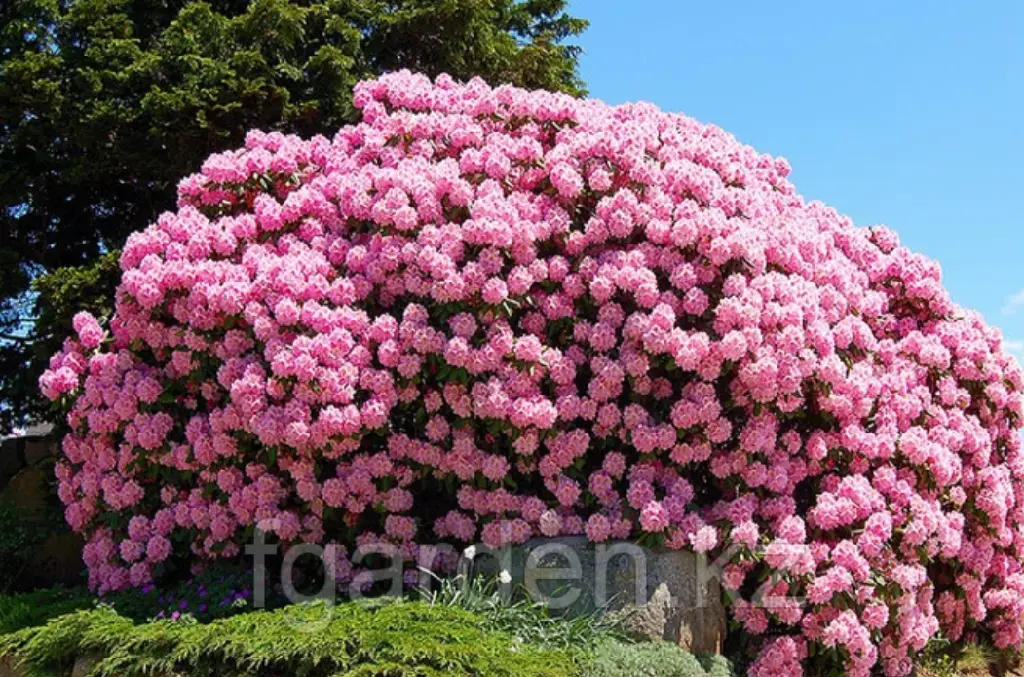 Рододендрон (азалия)