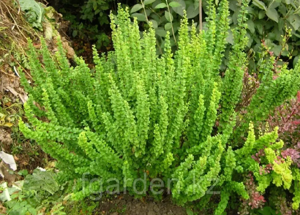Барбарис тунберга green carpet