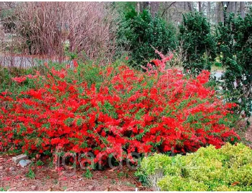 Айва японская "Red Joy"