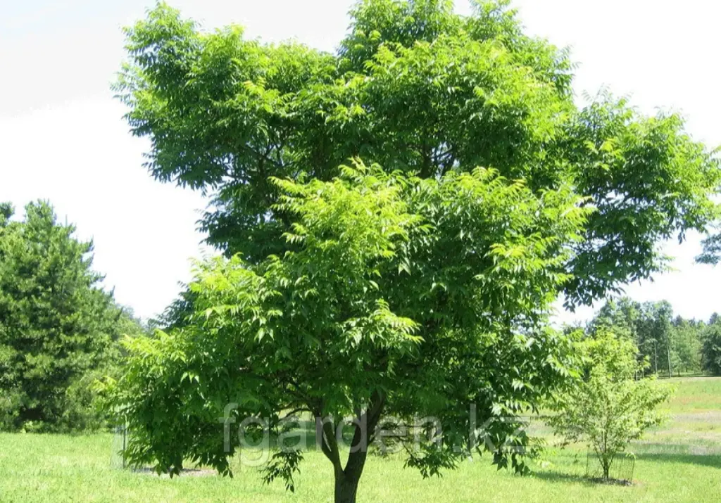 Бархат амурский