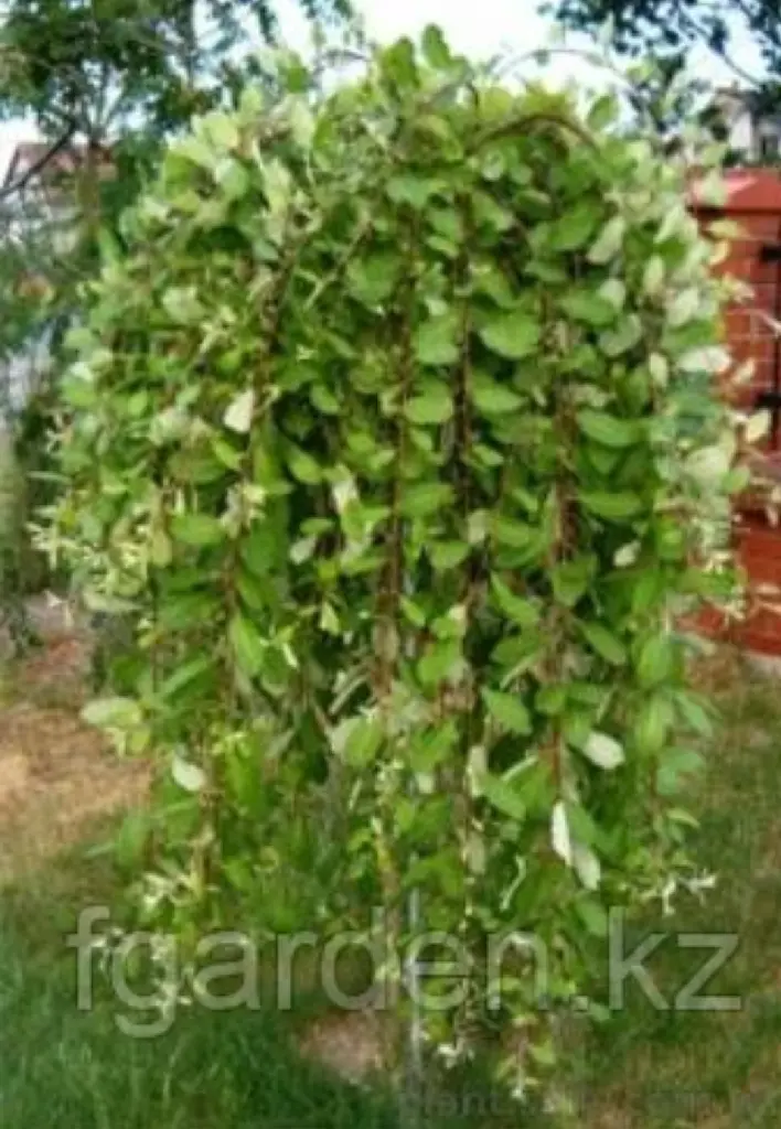 Ива цельнолистная Pendula