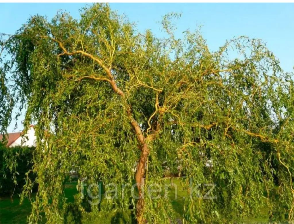 Ива Erythroflexuosa