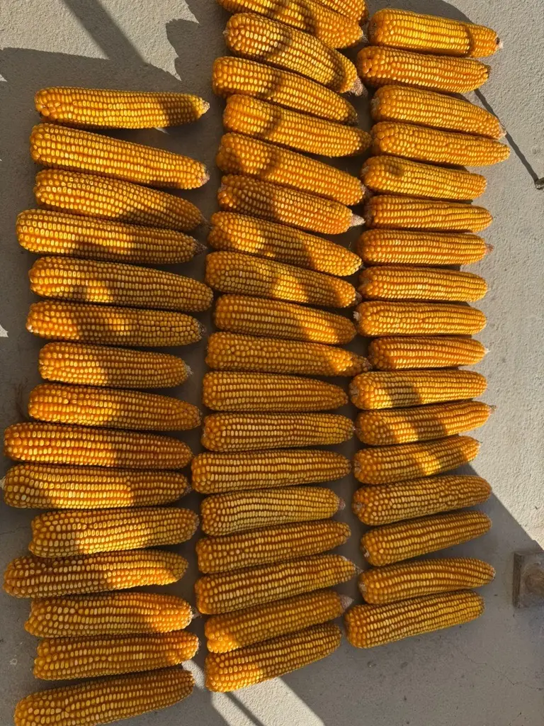 Кукуруза в зерне, урожай 2025 года 🌽