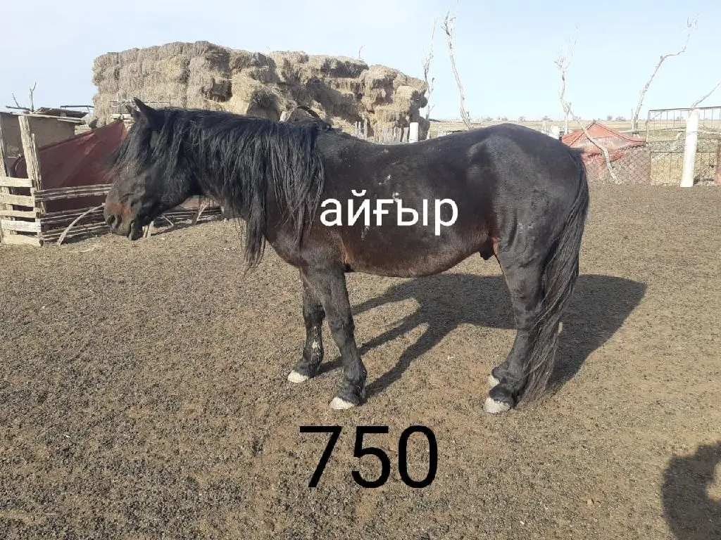 2-бас жылқы сатылады