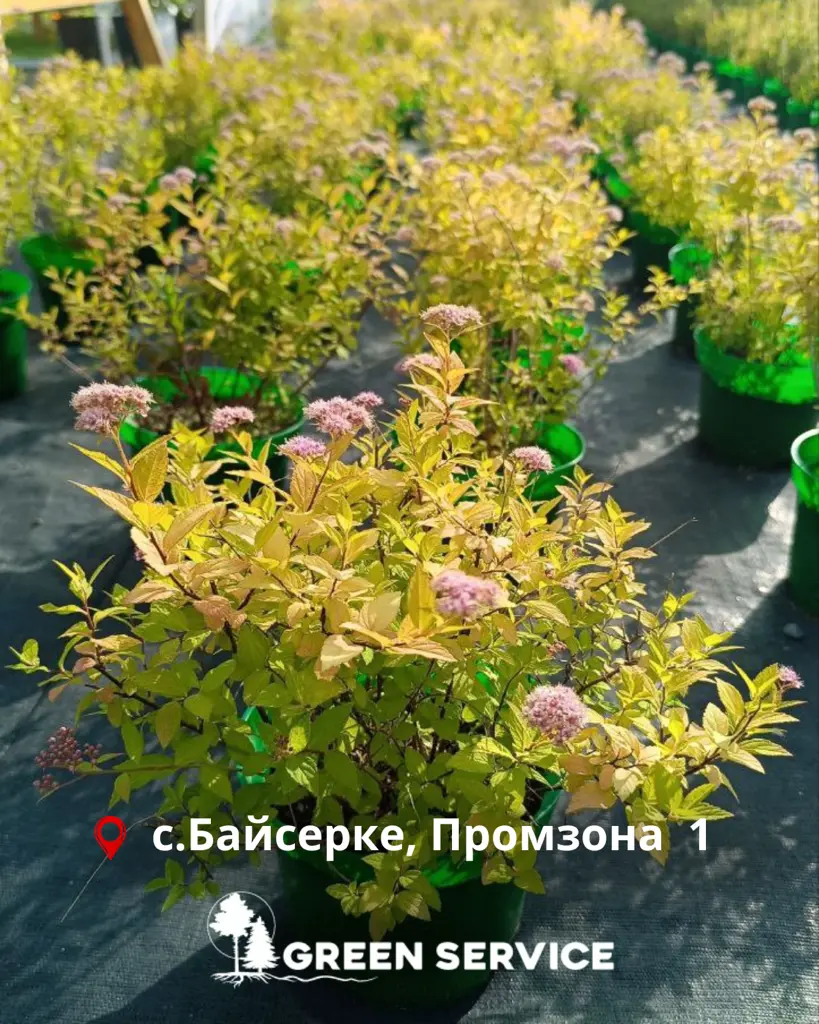Спирея японская Golden Princess