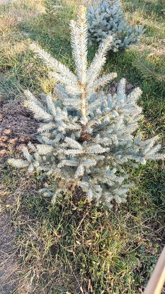 Саженцы