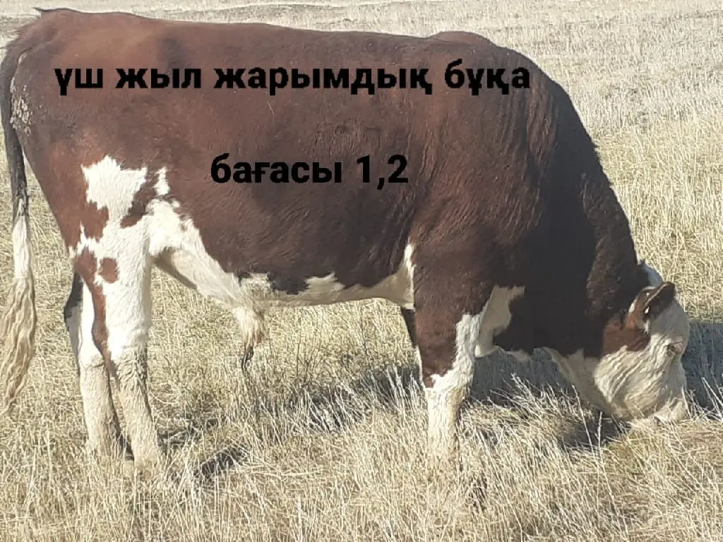 9-бас(6-бұқа,1-сиыр,2-жылқы) бәрі бір жерден