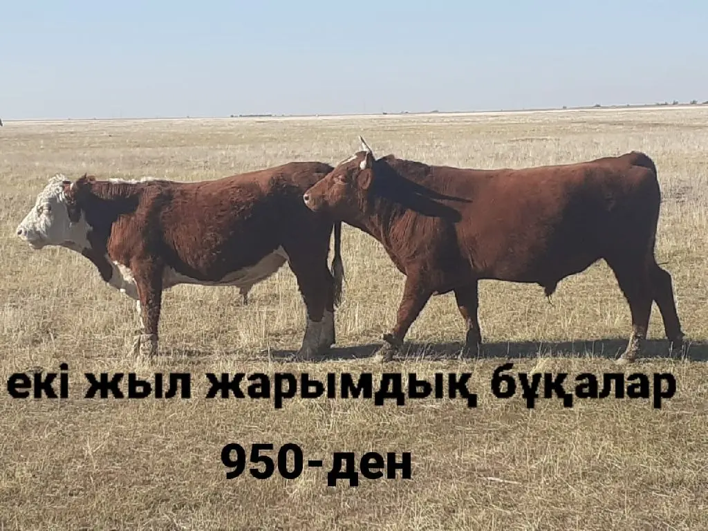 9-бас(6-бұқа,1-сиыр,2-жылқы) бәрі бір жерден