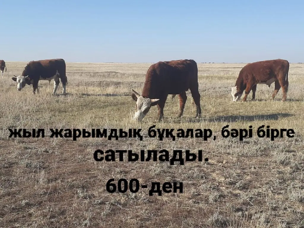 9-бас(6-бұқа,1-сиыр,2-жылқы) бәрі бір жерден