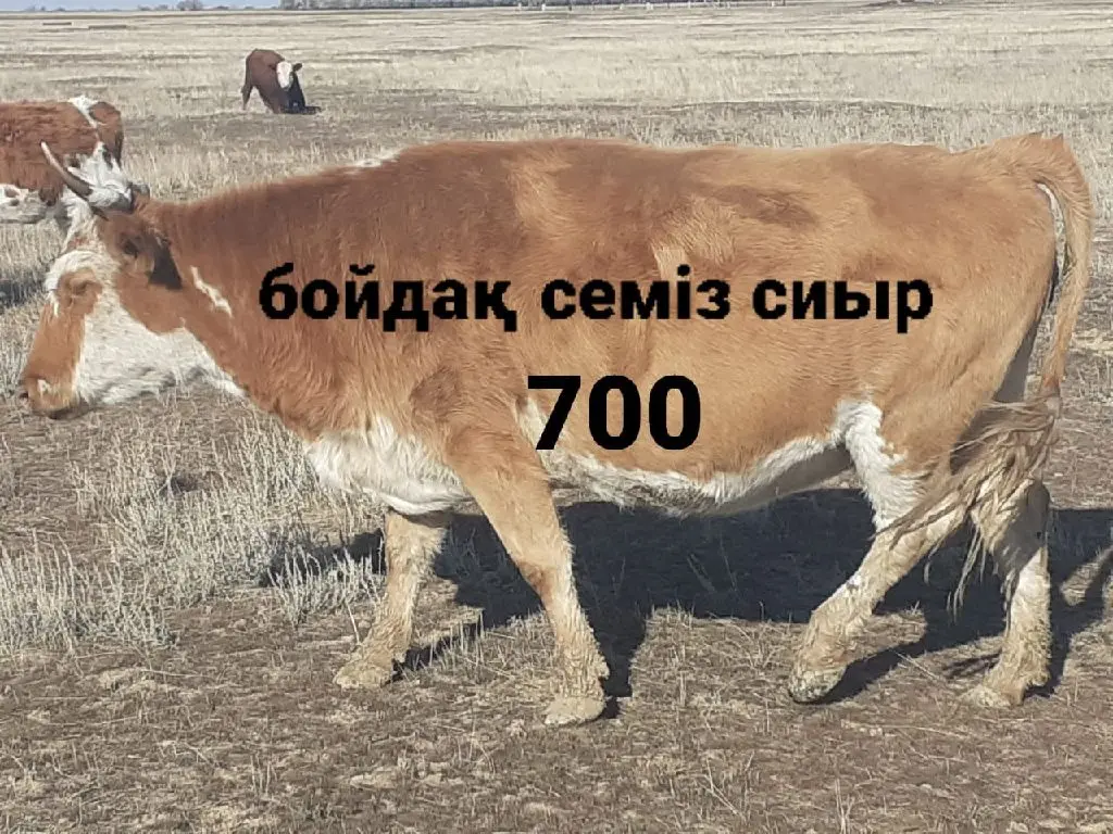 9-бас(6-бұқа,1-сиыр,2-жылқы) бәрі бір жерден