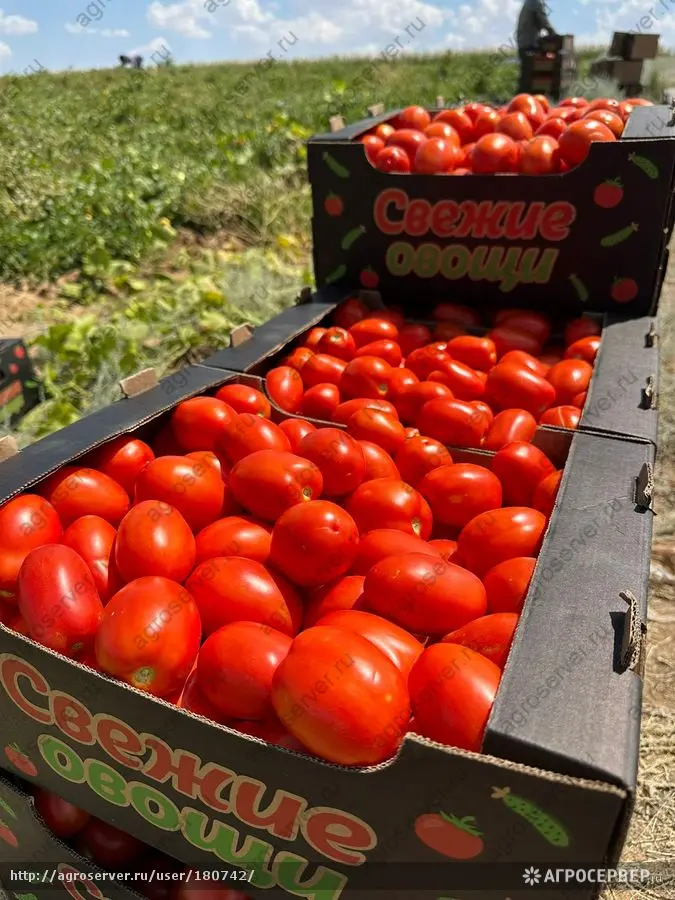 Продажа памидоров