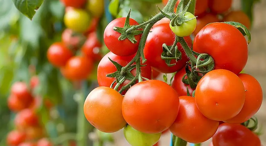 Продам томаты