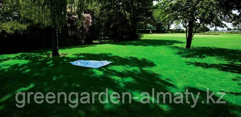 Семена газонной травы LAWN SHADOW(теневыносливый) 1кг | DLF