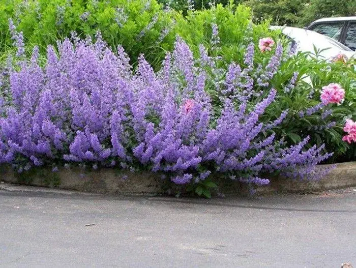 Котовник Фассена Кит Кат