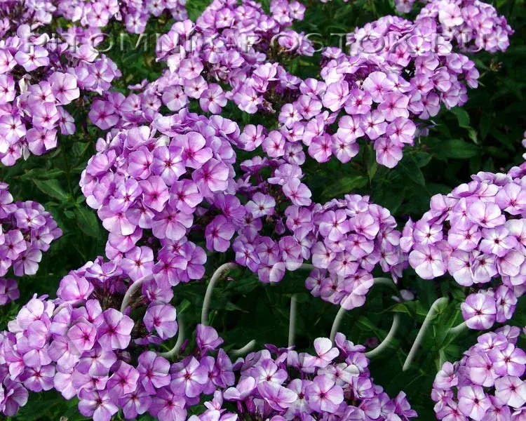 Флокс Мисс Келли