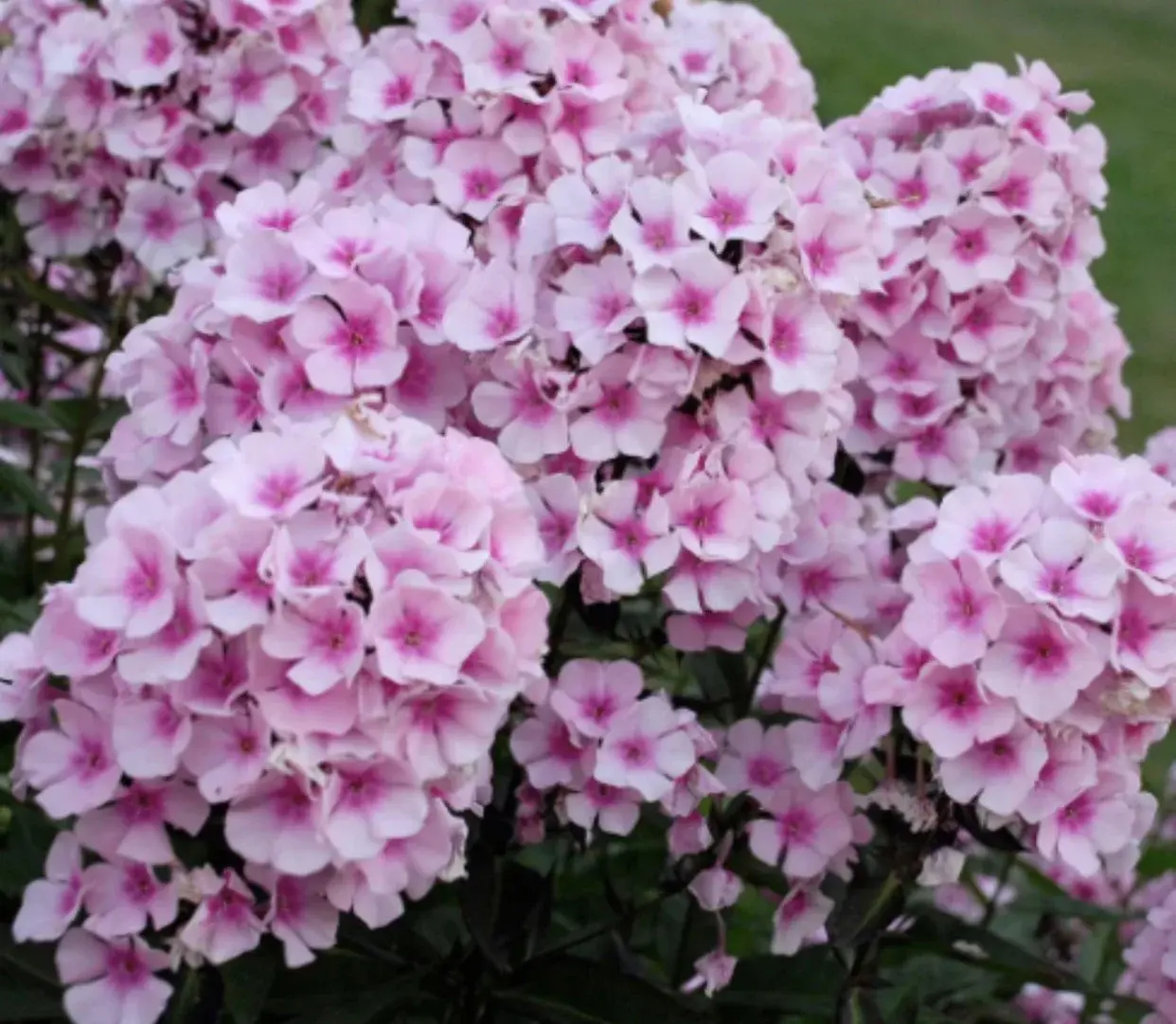 Флокс метельчатый Брайт Айс