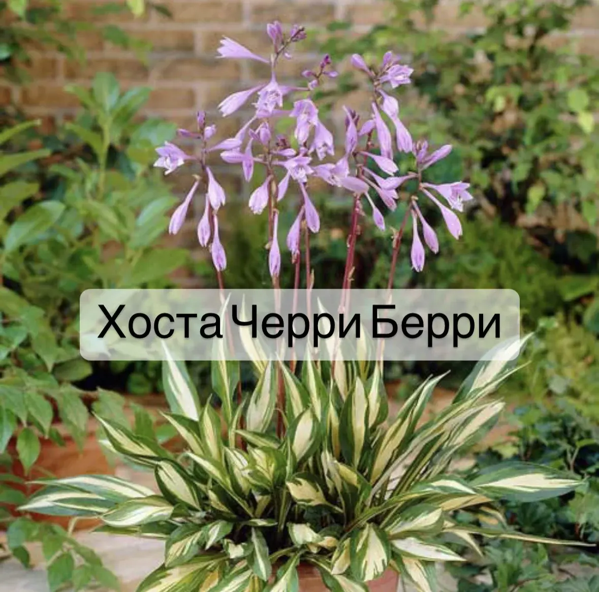 Хоста Черри Берри