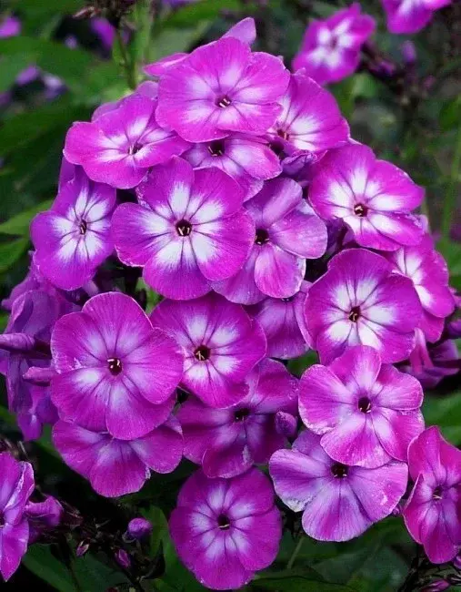 Флокс Лаура
