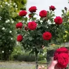 Роза на штамбе Мона Лиза ОКС