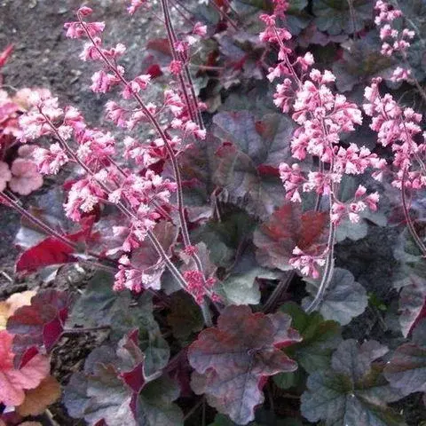 Кассис Код: 5431468