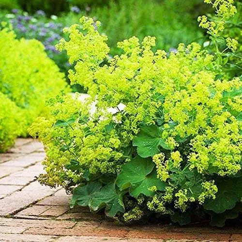 Манжетка Мягкая