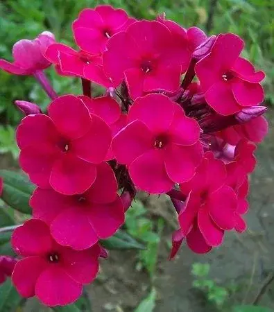 Флокс Надя
