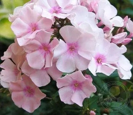 Флокс Рови