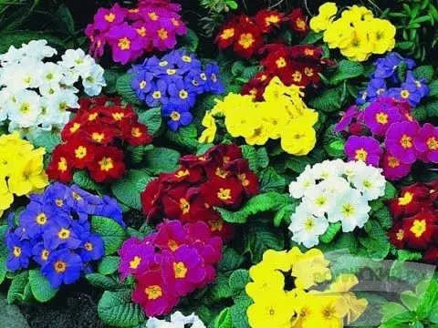 Примула бесстебельная Аккорд Фул Микс