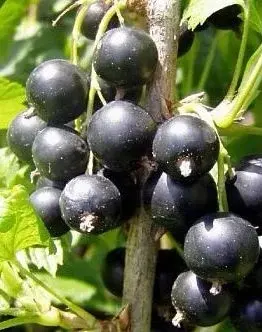 Смородина Чёрная Багира