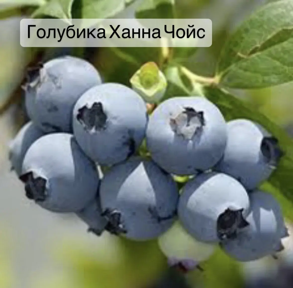 Голубика Ханна Чойс