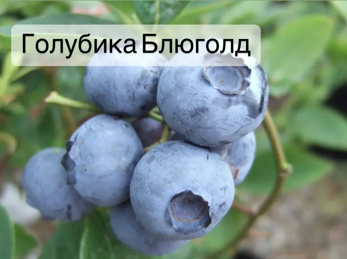 Голубика Блюголд
