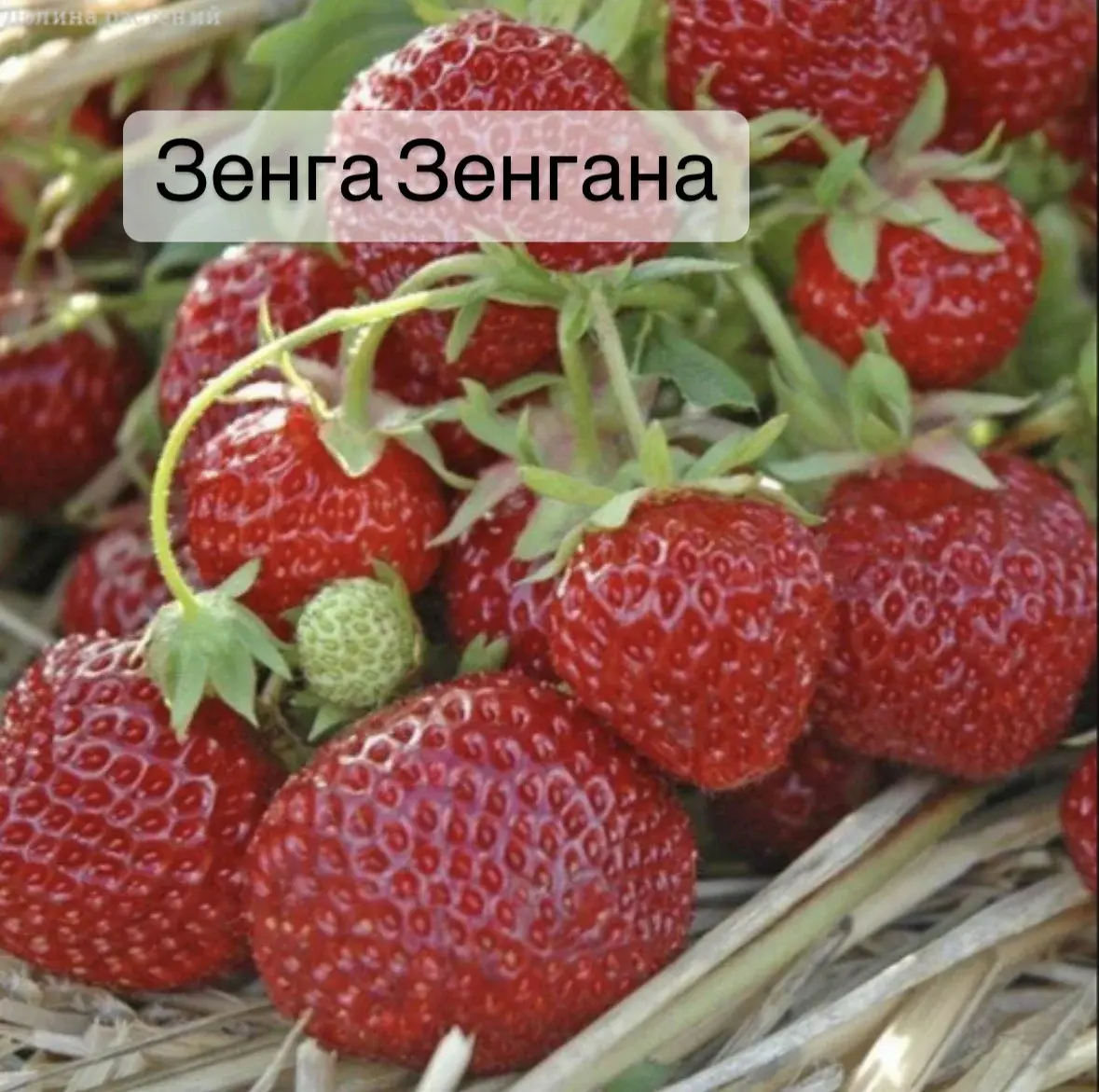 Саженцы клубники Зенга Зенгана