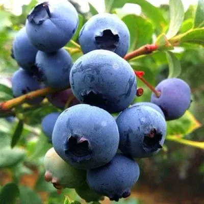 Голубика Дюк Код: 6431222311