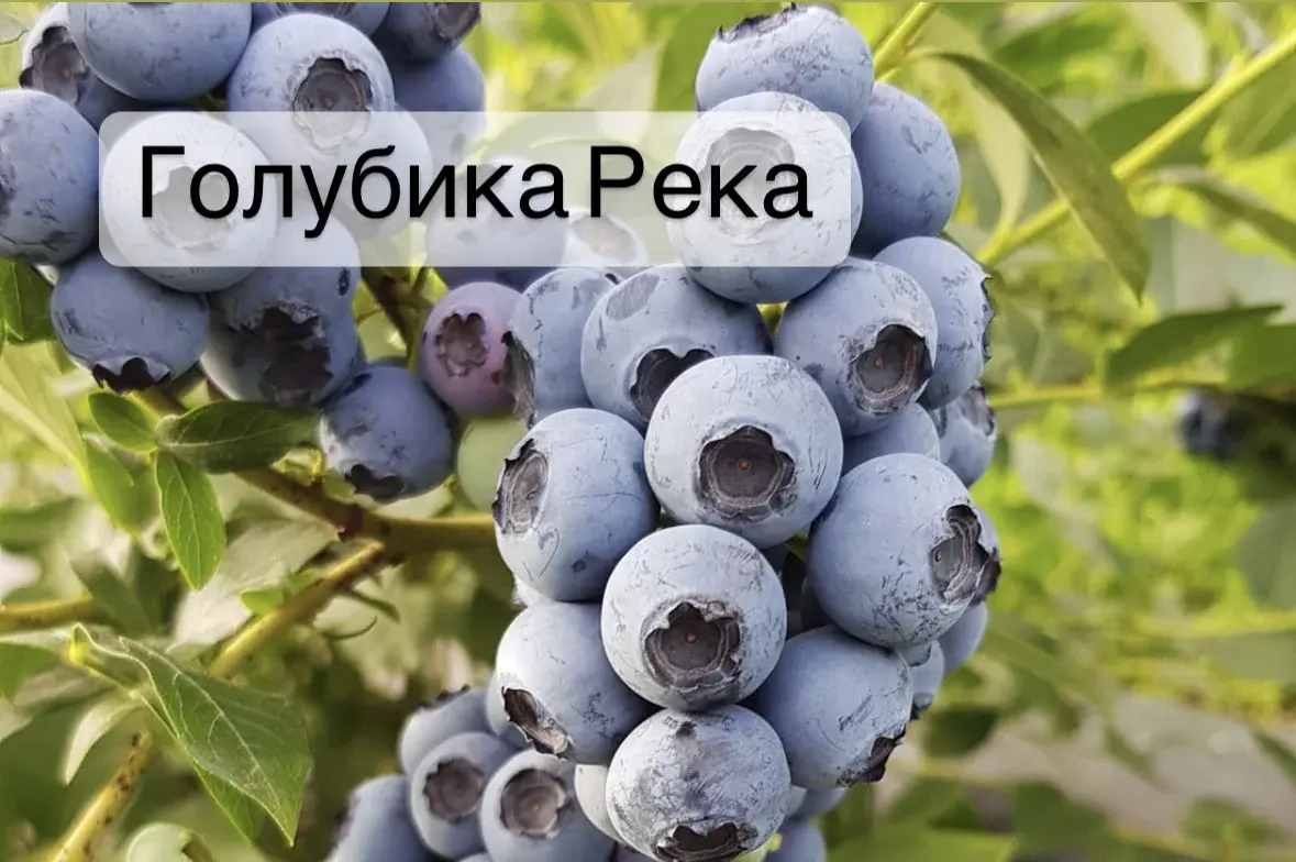 Голубика Река