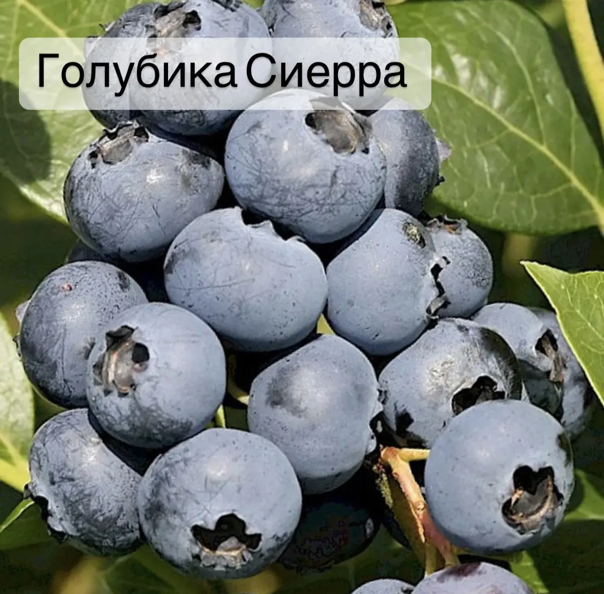 Голубика Сиерра