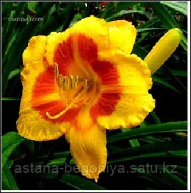 ЛИЛЕЙНИК Hemerocallis Fooled Me