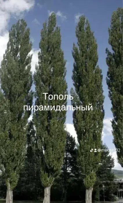 Тополь