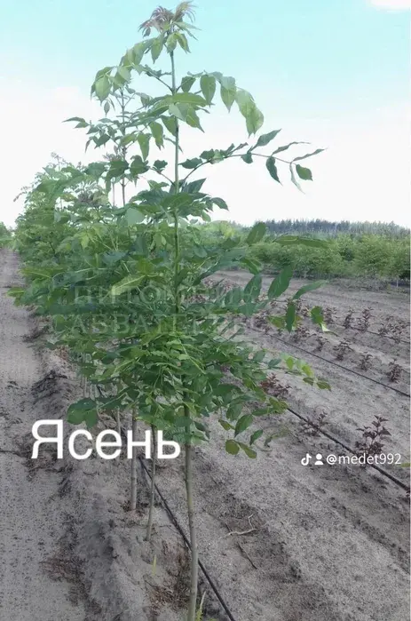 Ясень