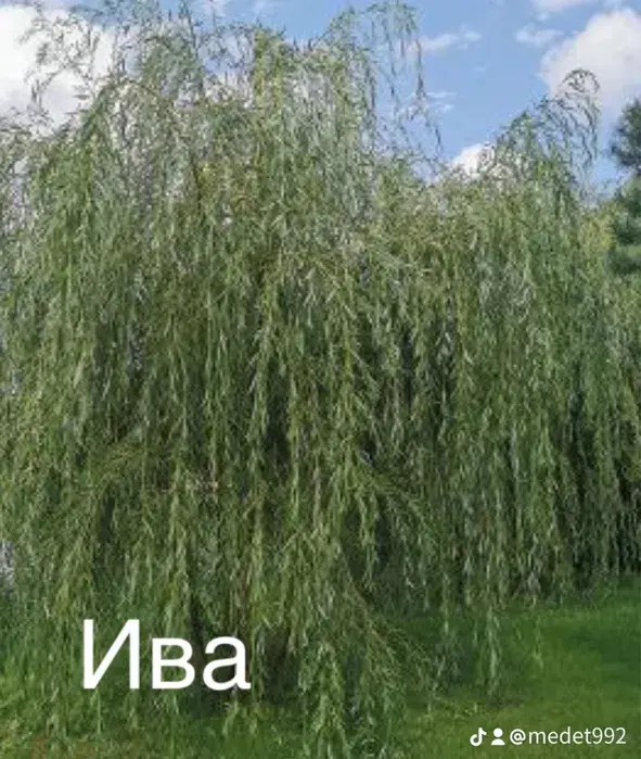 Ива