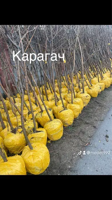 Карагач